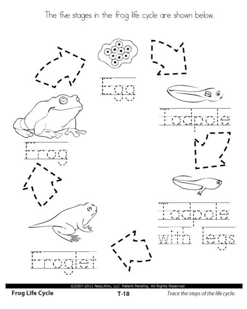 Pin By Reyna Hernandez On Life Cycles 1st Grade Science Life Cycles Pin By Reyna Hernandez On Life Cycles 1st Grade Science Life Cycles